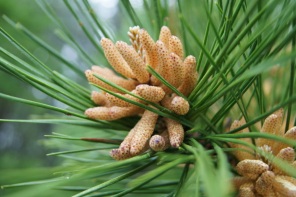 Slash pine at Claytor Lake State Park