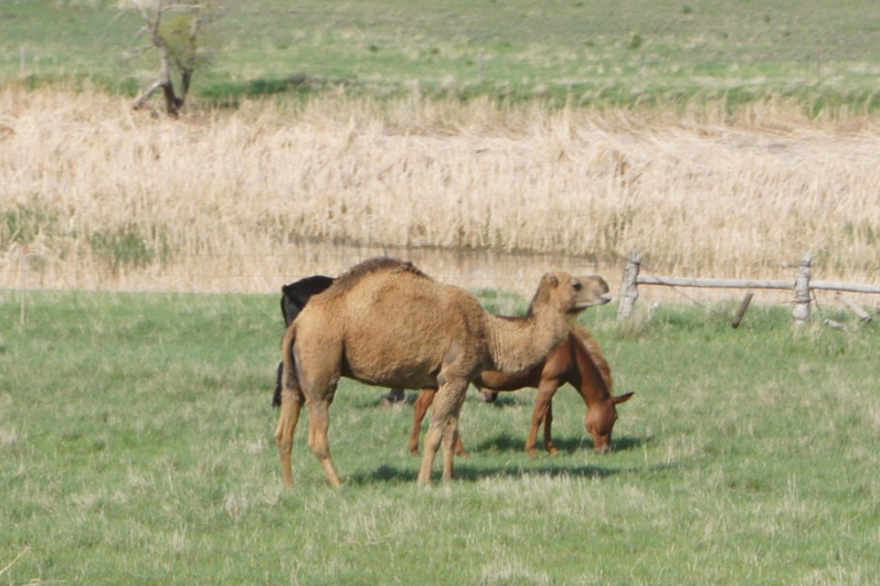 No idea why he was there, but there was a camel in a field next to our campground in South Dakota