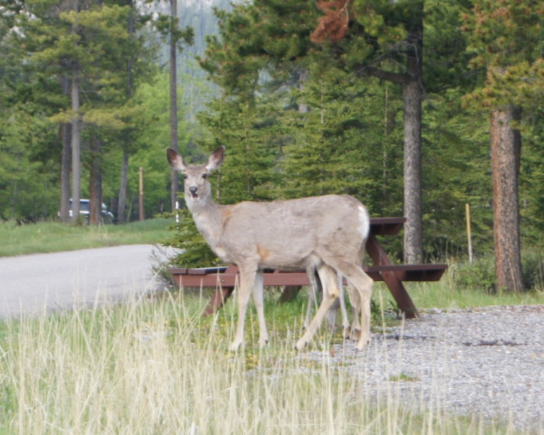 Mule Deer in the campground