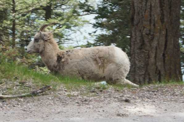 This mountain goat was in the road before he headed down the mountain