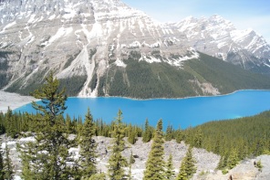 Peyto Lake is a much deeper turquoise than the other lakes along the parkway