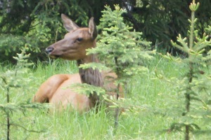 This elk was there to greet me as Blondie and I took our morning walk