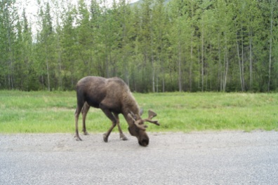 Moose on the Alaska Highway