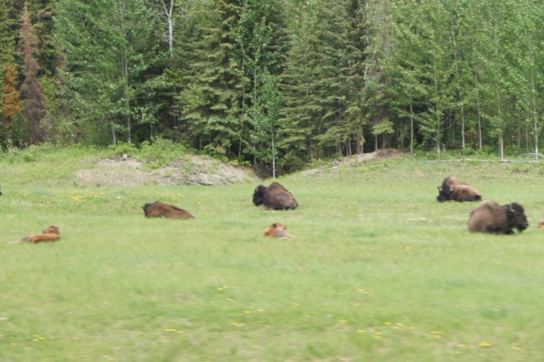 We saw these bison with their calves just after we saw the sign