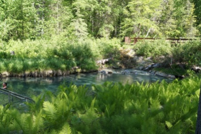 The springs are surrounded by lush green ferns