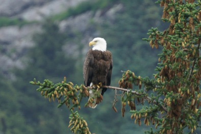 Bald Eagle at Chilcoot Lake State Park, Haines, AK