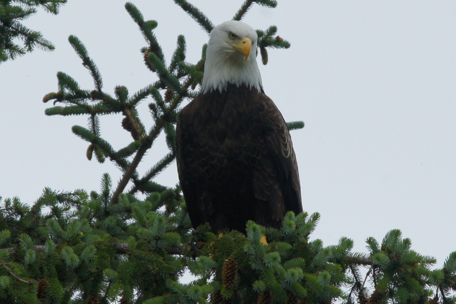 Bald Eagle at Chilcoot Lake State Park, Haines, AK