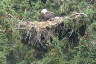 Mama Bald Eagle on nest in Chilcoot State Park, Haines, AK