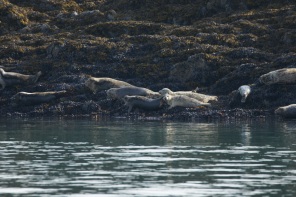 Harbor Seals lounging on the rocks by the lighthouse