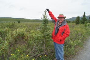 Henry with a young Sitka Spruce