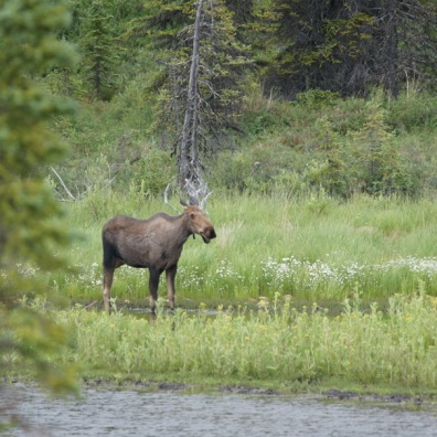 Our first moose sighting was this cow by a pond
