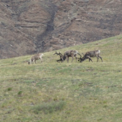 Caribou grazing in Denali National Park