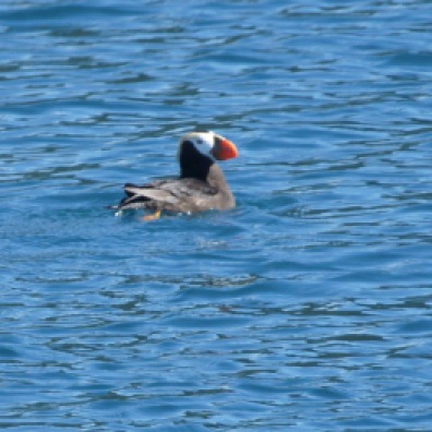 There were Puffins in the water