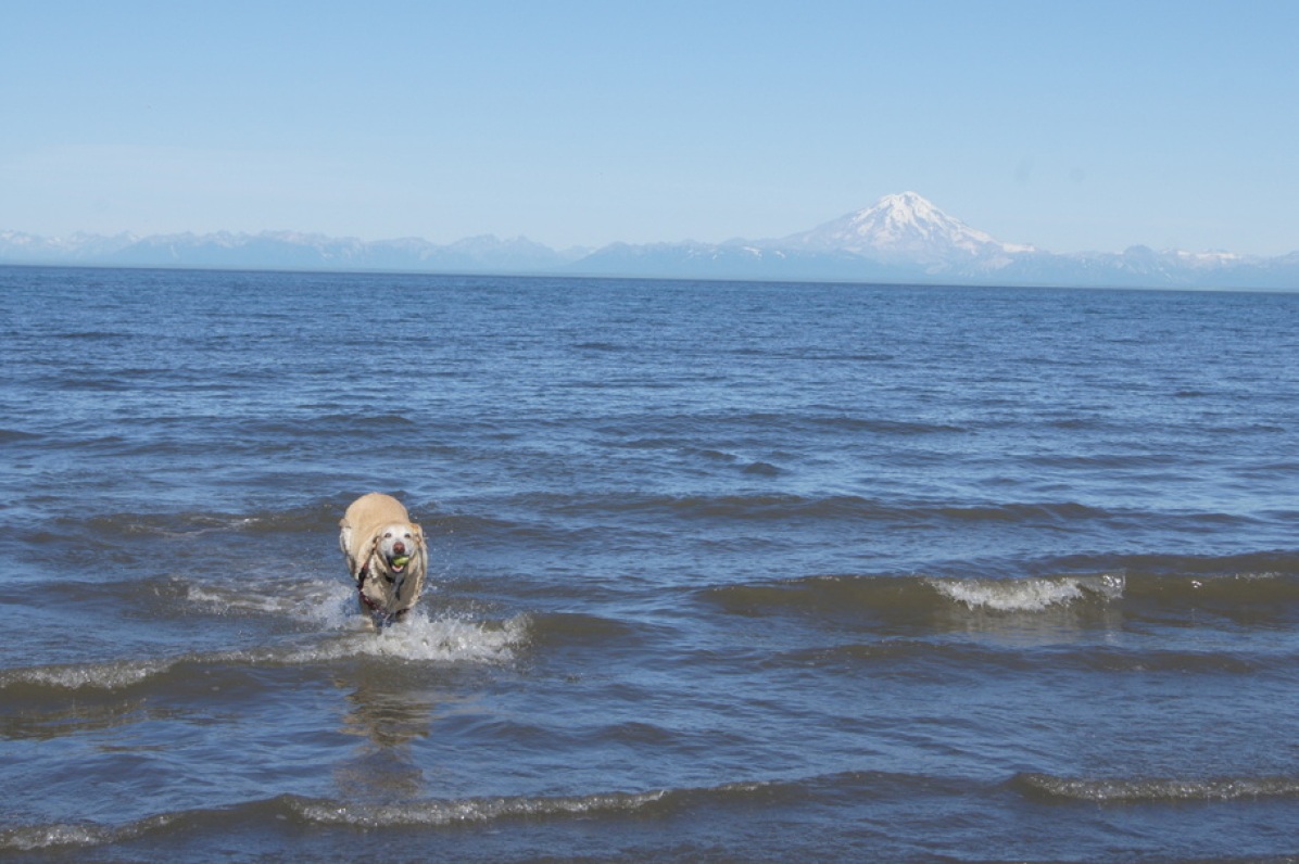 Blondie swimming in Ninilchik, Alaska