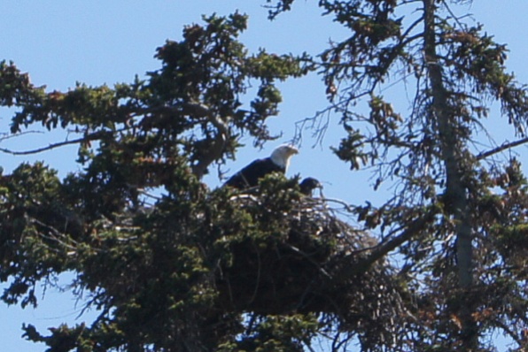 Mama and baby eagles across from the Homer Post Office