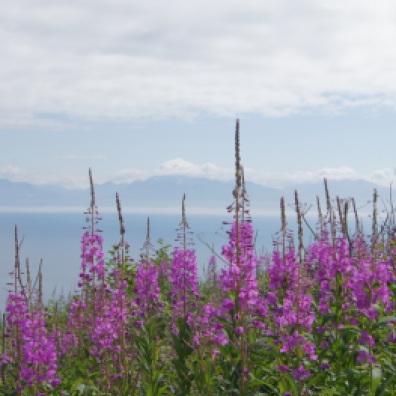 Fireweed behind our campsite made the beautiful view even better
