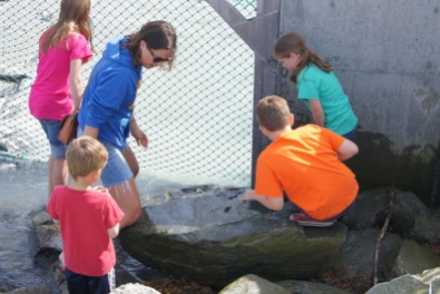 Kids trying to touch the salmon as they swim upstream to spawn. You can see fins sticking up in the water.