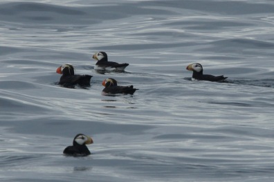 Puffins on the Columbia Glacier Cruise from Valdez