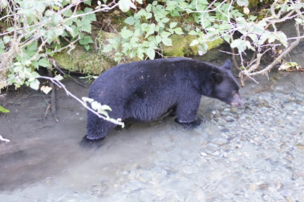 Black Bear fishing for salmon in Hyder, Alaska