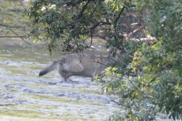 Wolf going after salmon in Fish Creek