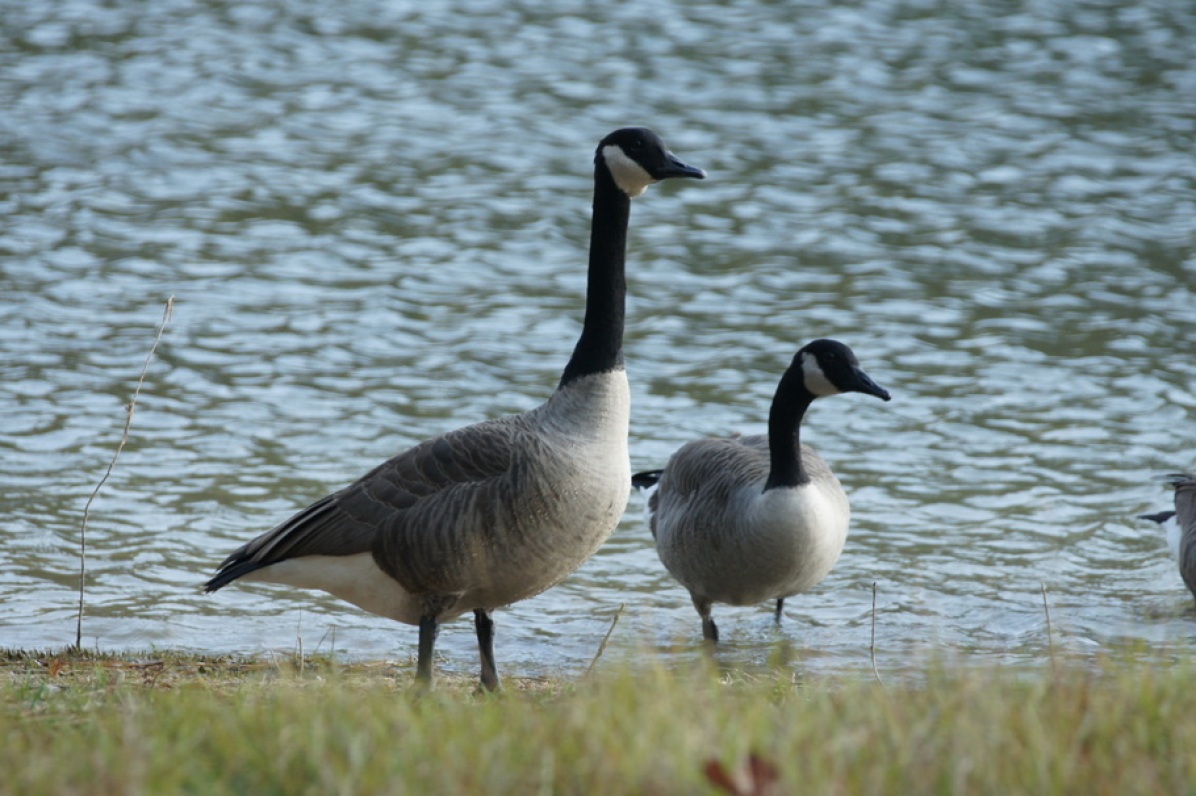 We watched the geese in front of our campsite
