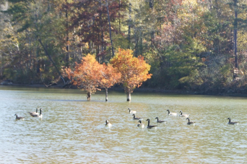 Gathering of geese behind our campsite