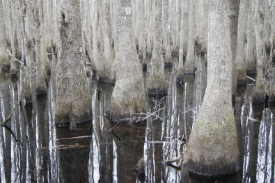 Cypress Swamp on the Short Loop Trail at Little Ocmulgee State Park, January, 2013