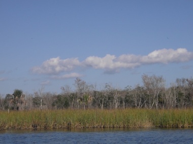 From the boat ride through Salt Springs Run, January, 2013