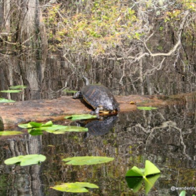 Turtle in the Okefenokee Swamp