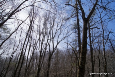 Spring trees on the Blue Ridge Parkway in Virginia