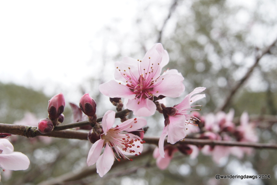 Peach Blossoms in Georgia