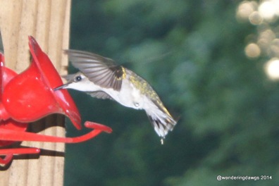 Ruby Throated Hummingbird Taking a Drink