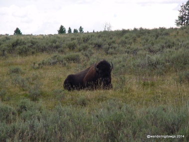 Bison in Yellowstone National Park (Wyoming)