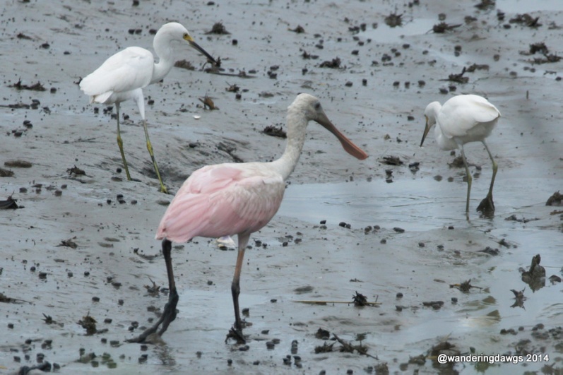 Roseate Spoonbill with 2 young juvenile little blue herons in Georgia