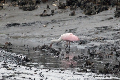 Roseate Spoonbill eating oysters