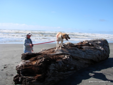 Blondie enjoyed the beach at Cape Disappointment