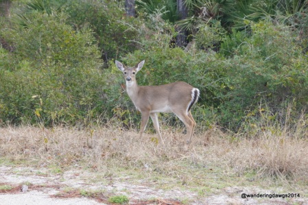 Deer at St. Joseph Peninsula State Park