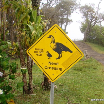 NeNe Crossing on Kauai