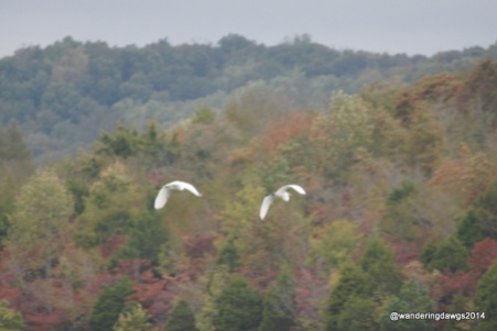 Egrets flying over the lake