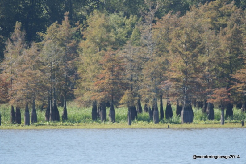 Cypress Trees on Lake Chicot