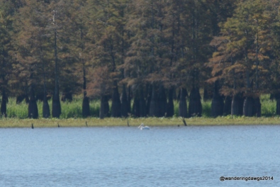 White Pelican on Lake Chicot