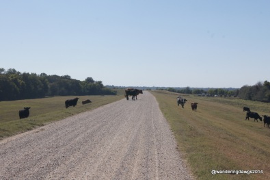 When traveling the backroads, you never know what you'll see crossing the road