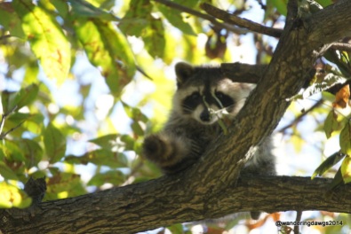 This little raccoon is much cuter than the ones at home