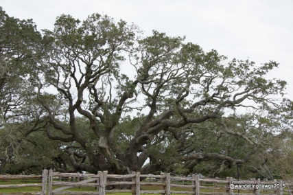 The Big Tree in Goose Island State Park in Texas is a 1000 year old live oak