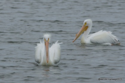 White Pelicans, Goose Island State Park