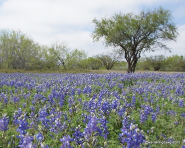 Texas Bluebonnets in Laredo