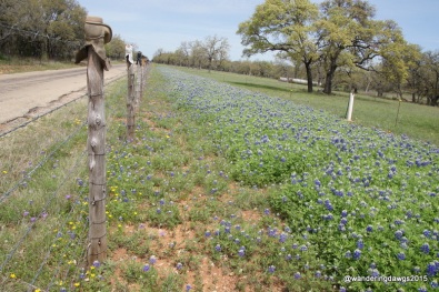 Bluebonnets beside boot topped fence