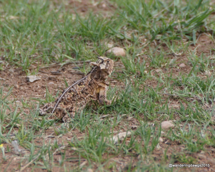 Texas Horned Lizard, Palo Duro Canyon State Park