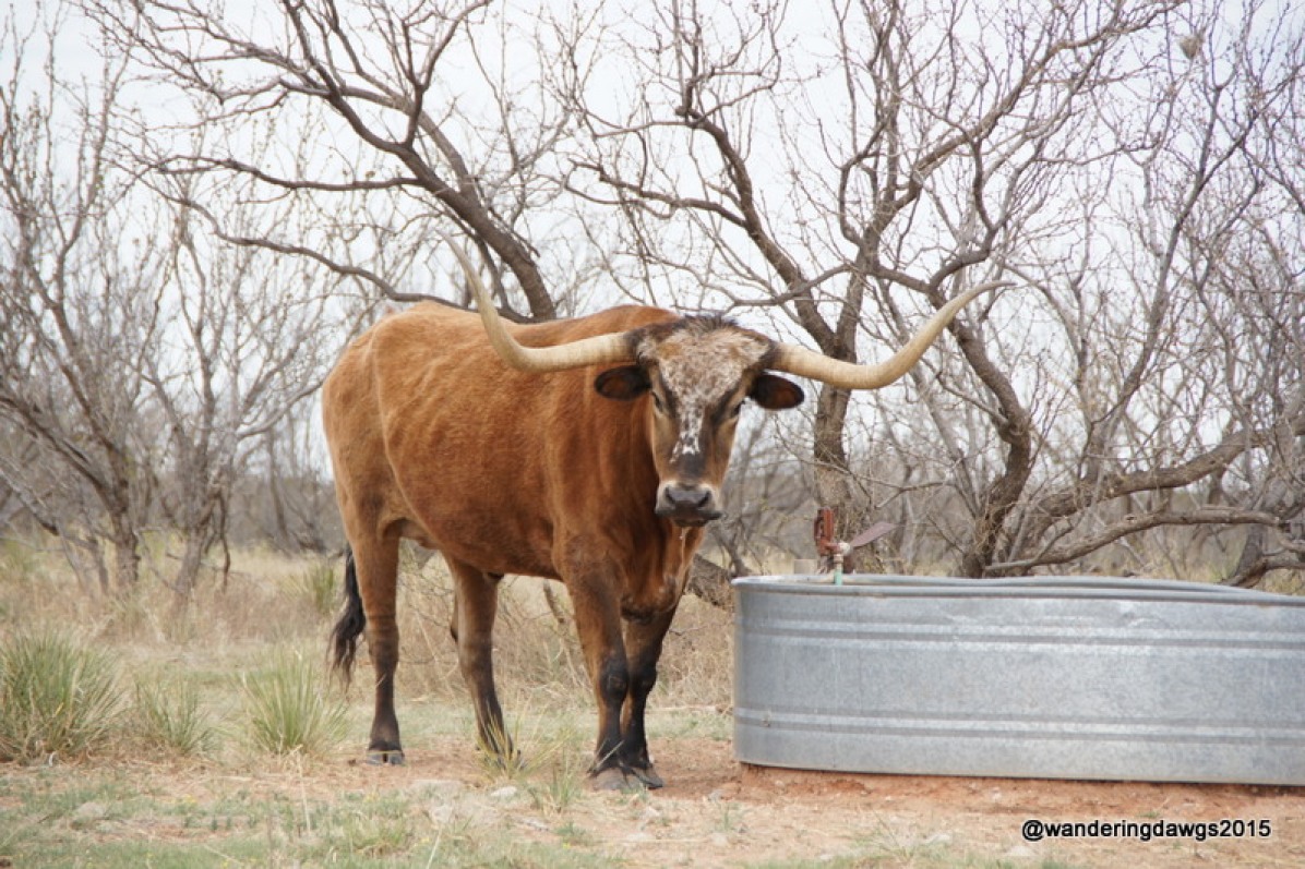 T-Bone, one of the Texas Longhorns