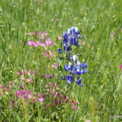Bluebonnets and Indian Paintbrush at Lake Arrowhead